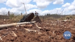 Mudanças climáticas arruinam agricultura de subsistência em Manica