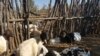 Sheep in a kraal in Nkayi