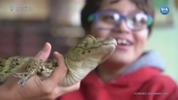 Hayvan destekli terapide timsah ve yılanları kullanıyorlar 