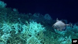 In this image provided by NOAA Ocean Exploration, an oreo fish swims at the Blake Plateau off the coast of South Carolina in June 2018. (NOAA Ocean Exploration via AP)