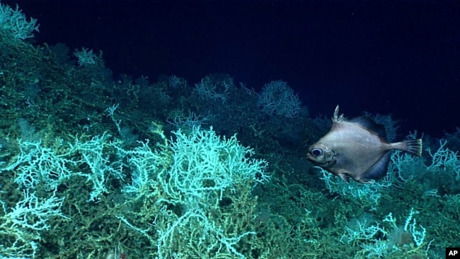 In this image provided by NOAA Ocean Exploration, an oreo fish swims at the Blake Plateau off the coast of South Carolina in June 2018. (NOAA Ocean Exploration via AP)