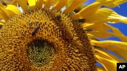 Bees and other insects gather on a sunflower at the Agro Brasilia, an agricultural exhibition on the outskirts of Brasilia, Brazil, May 18, 2012. (AP Photo/Eraldo Peres, File)