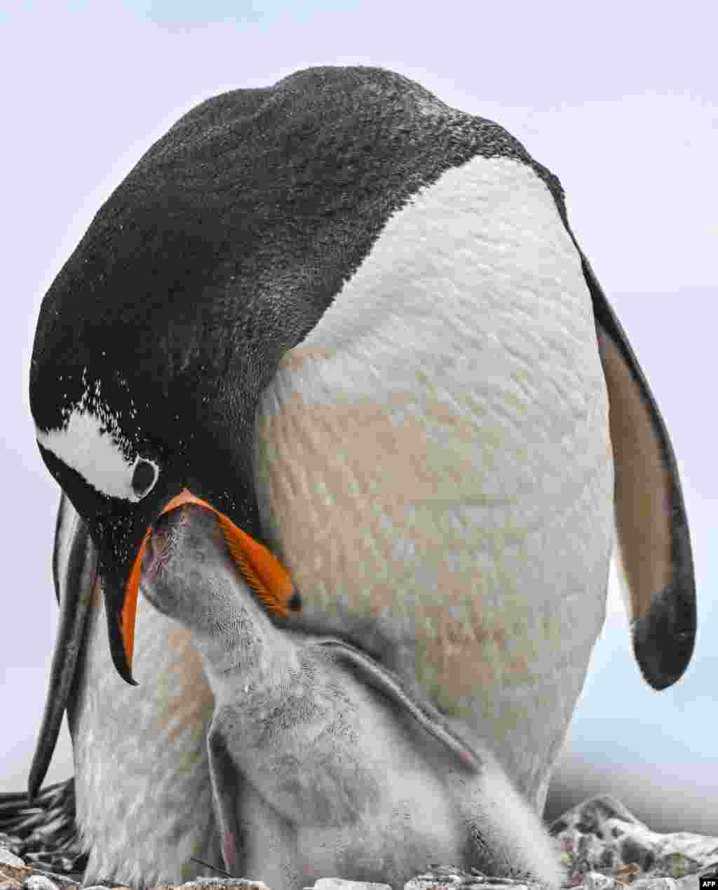 View of a gentoo (Pygoscelis papua) penguin with its breeding at the Paraiso island in the Gerlache Strait -which separates the Palmer Archipelago from the Antarctic Peninsula, Jan. 20, 2024.