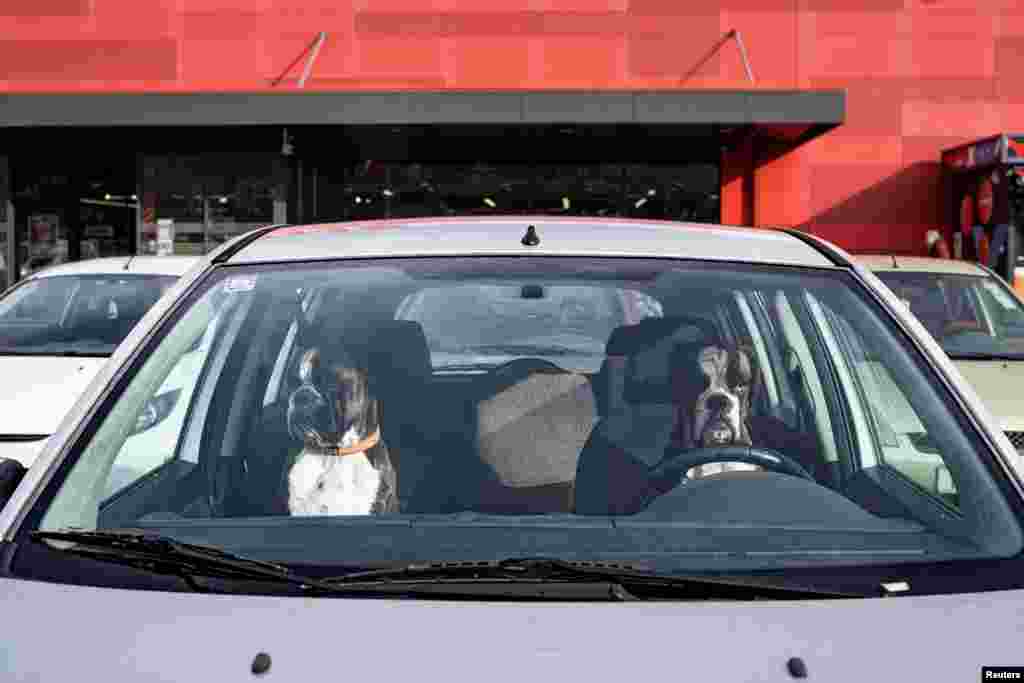 Two Boxer dogs sit in a car as they wait for their owners to come back from a shopping center in Matulji, Croatia, Jan. 7, 2024.