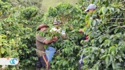 Pequeños caficultores colombianos crecen de la mano de un veterano de guerra estadounidense 