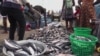 Aturan Baru untuk Mengatasi Penangkapan Ikan Ilegal di Ghana