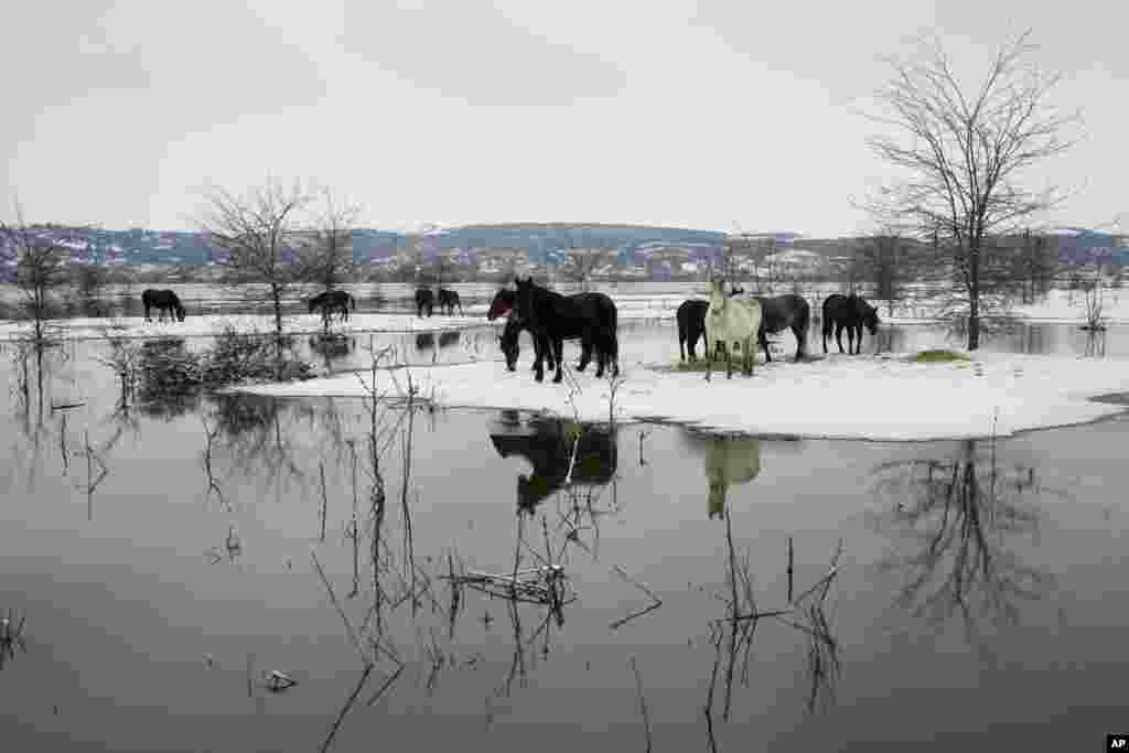 Horses feed on a flooded river island Krcedinska ada on Danube river, 50 kilometers north-west of Belgrade, Serbia.&nbsp;After being trapped for days by high waters on the river island people evacuated cows and horses.