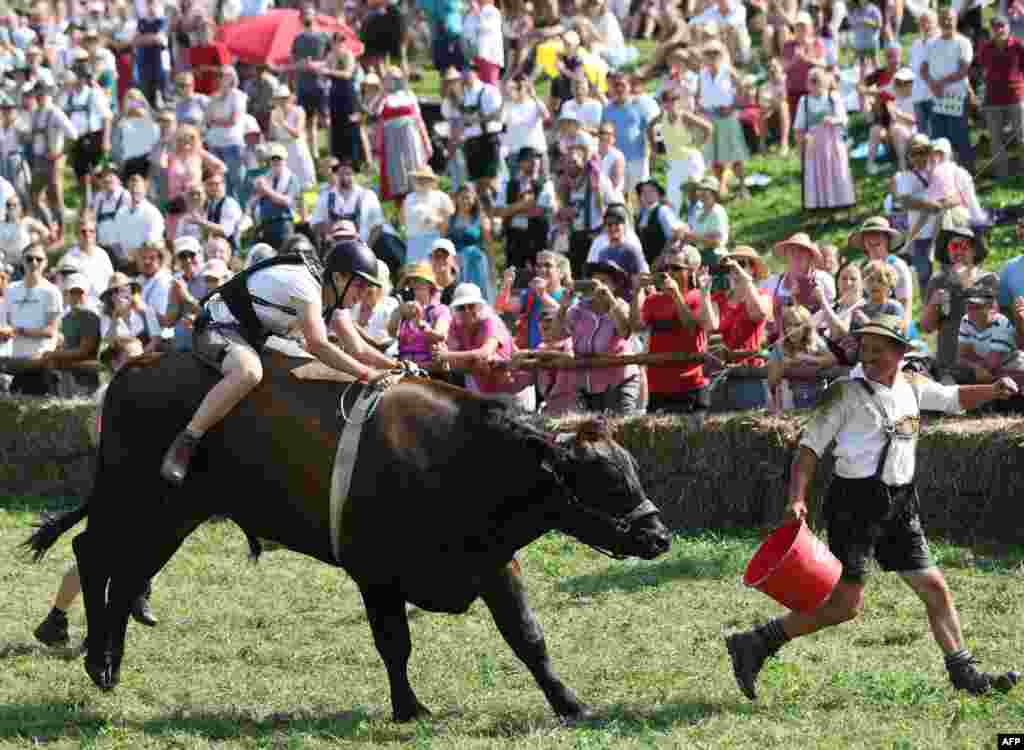 A participant competes in the traditional ox race in Muensing, southern Germany.