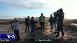 Ndryshimet klimatike dhe cënimi zonave të mbrojtura ulin numrin e shpendëve të ujit në Shqipëri