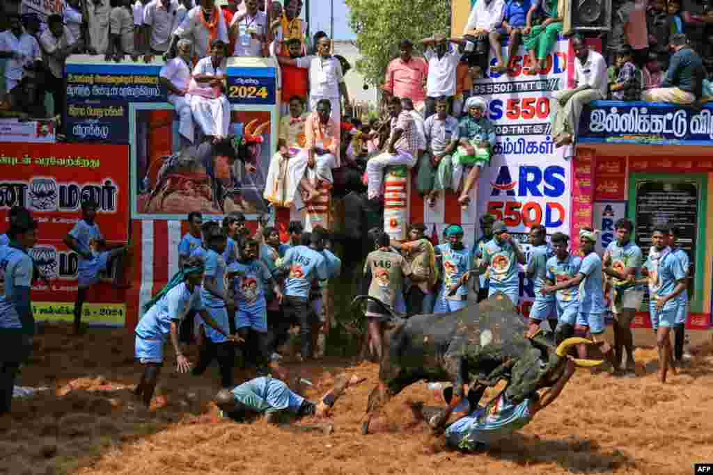 Учесниците се обидуваат да контролираат бик за време на годишниот фестивал за припитомување бикови &bdquo;Jallikattu&ldquo; во селото Аланганалур во областа Мадураи, Индија.