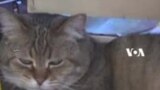 Tim Anjing dan Kucing Bantu Washington DC ‘Perang’ dengan Tikus