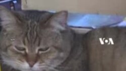 Tim Anjing dan Kucing Bantu Washington DC ‘Perang’ dengan Tikus