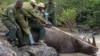 Kenya Wildlife Service rangers hold up the head of a sedated black rhino that ended up in a creek in Nairobi National Park, Kenya, Jan. 16, 2024