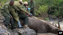 Kenya Wildlife Service rangers hold up the head of a sedated black rhino that ended up in a creek in Nairobi National Park, Kenya, Jan. 16, 2024