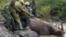 Kenya Wildlife Service rangers hold up the head of a sedated black rhino that ended up in a creek in Nairobi National Park, Kenya, Jan. 16, 2024