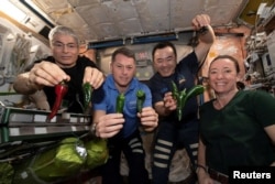 International Space Station astronauts Mark Vande Hei, Shane Kimbrough, Akihiko Hoshide and Megan McArthur, pose with chile peppers grown in space for the first time. (NASA/Handout via REUTERS)