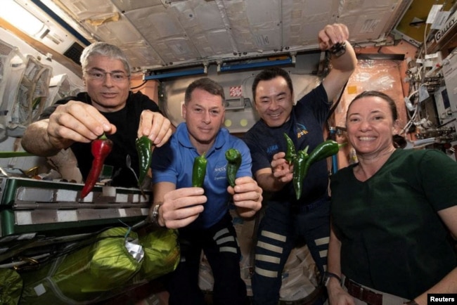 International Space Station astronauts Mark Vande Hei, Shane Kimbrough, Akihiko Hoshide and Megan McArthur, pose with chile peppers grown in space for the first time. (NASA/Handout via REUTERS)