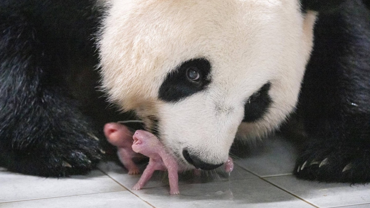 เผยโฉมลูกแฝดคู่แรกของแพนด้าเซเลบแห่งเกาหลีใต้