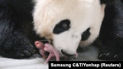 Giant Panda Ai Bao holds her baby panda after giving birth to twin at Everland amusement park in Yongin, South Korea, July 11, 2023.