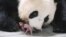 Panda raksasa Ai Bao menggendong bayi pandanya setelah melahirkan bayi kembarnya di taman hiburan Everland di kota Yongin, Korea Selatan.