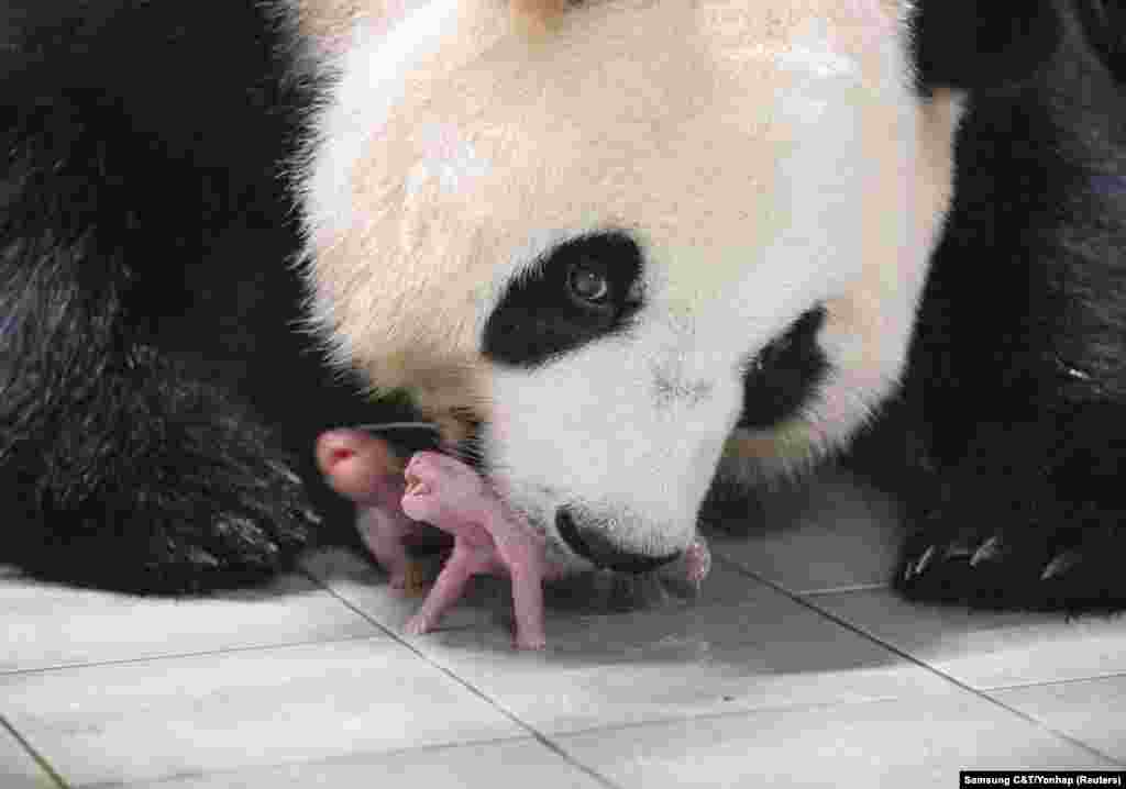 Giant Panda Ai Bao holds one of her newborn cubs after giving birth to twins at Everland amusement park in Yongin, South Korea.