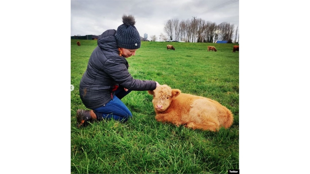 Wilson dan McCune melatih ternak mereka di Dumble Farm selama lima bulan, agar terbiasa dipeluk. (Twitter/@jamesmccune)