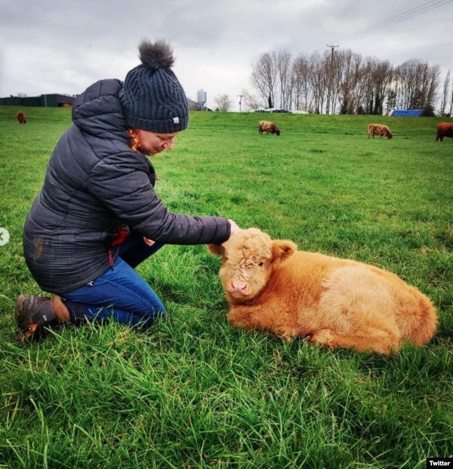 Wilson dan McCune melatih ternak mereka di Dumble Farm selama lima bulan, agar terbiasa dipeluk. (Twitter/@jamesmccune)