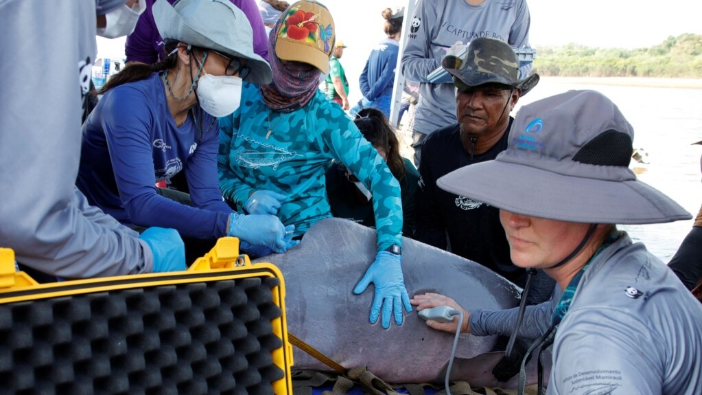 Scientists Study Amazon Dolphins in Effort to Prevent Deaths