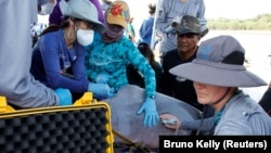 Field researchers from the Mamirauá Institute of Sustainable Development check the health of a rare Amazon river dolphin, also known as the pink river dolphin, in Lake Tefé, Amazonas state, Brazil, August 19, 2024. (REUTERS/Bruno Kelly)