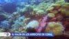 Arrecifes de coral y las millones de razones para preservarlos
