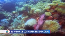Arrecifes de coral y las millones de razones para preservarlos