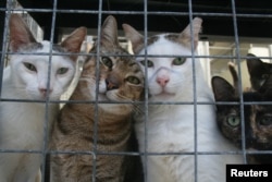 Sekelompok kucing berkumpul di dalam kandang kawat di tempat penampungan kucing terbesar di Singapura, 10 Januari 2009. (REUTERS/Gillian Murdoch)