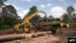 La déforestation est l'un des nombreux défis auxquels fait face le Kenya dans la lutte contre le réchauffement climatique.