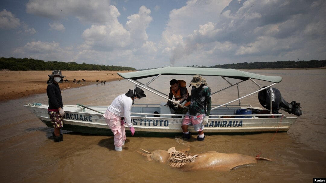 Peneliti dari Mamiraua Institute for Sustainable Development mengambil bangkai lumba-lumba yang telah mati di Danau Tefe, negara bagian Amazonas, Brazil, pada 1 Oktober 2023. (Foto: Reuters/Bruno Kelly)