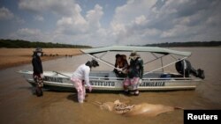 Peneliti dari Mamiraua Institute for Sustainable Development mengambil bangkai lumba-lumba yang telah mati di Danau Tefe, negara bagian Amazonas, Brazil, pada 1 Oktober 2023. (Foto: Reuters/Bruno Kelly)