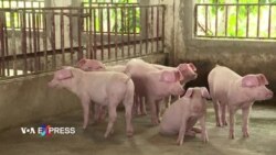 VN chuẩn bị xuất khẩu vaccine tả lợn, WOAH kêu gọi các nước thử nghiệm trước khi duyệt
