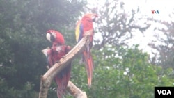 Una pareja de guacamayos rojo o guacamayo aliverde, esta especie habita en los bosques y tierras arboladas del norte y centro de América del Sur.