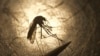 New Hampshire resident dies after testing positive for mosquito-borne encephalitis virus