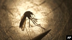 FILE - A biologist examines a mosquito in Salt Lake City, Utah, Aug. 26, 2019. Eastern equine encephalitis, a deadly mosquito-borne illness, claimed a rare human victim in the northeastern U.S. state of New Hampshire this week. 