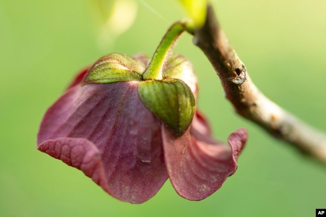 This April 17, 2010, image provided by the Missouri Dept. of Conservation shows the blossom of a pawpaw tree attached to a branch in Missouri. The flower has an odd scent reminiscent of fermenting grapes. (Missouri Dept of Conservation via AP)