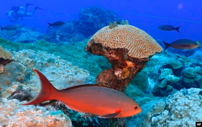 Fish swim around brain coral deep below ocean at the Flower Garden Banks National Marine Sanctuary in the Gulf of Mexico Saturday, Sept. 16, 2023. (AP Photo/LM Otero)