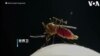 台湾用机器人捕捉引发登革热的蚊子
