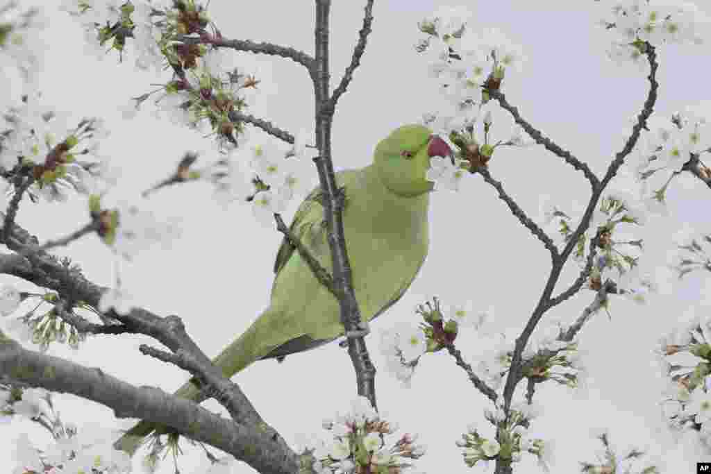 A parrot picks cherry blossom at the Battersea Park in London.