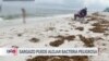 Advierten que sargazo en playas puede albergar bacteria peligrosa