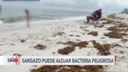 Advierten que sargazo en playas puede albergar bacteria peligrosa