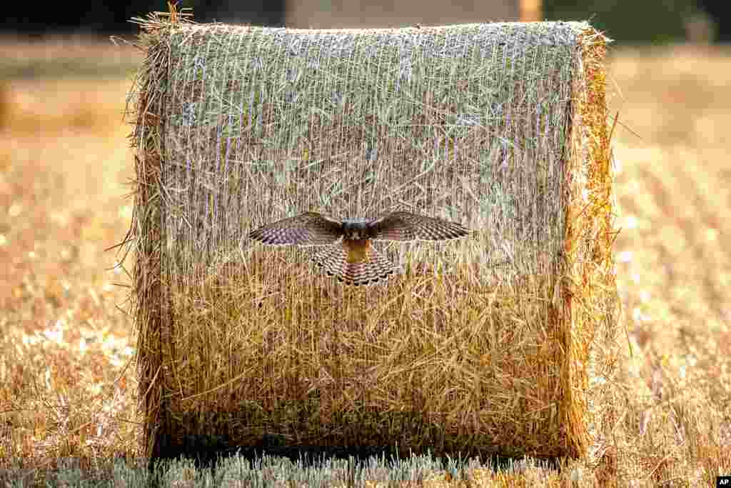 A bird of prey flies away from a straw bale on a field on the outskirts of Frankfurt, Germany.