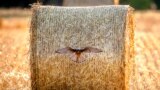 A bird of prey flies away from a straw bale on a field on the outskirts of Frankfurt, Germany, July 20, 2023. 