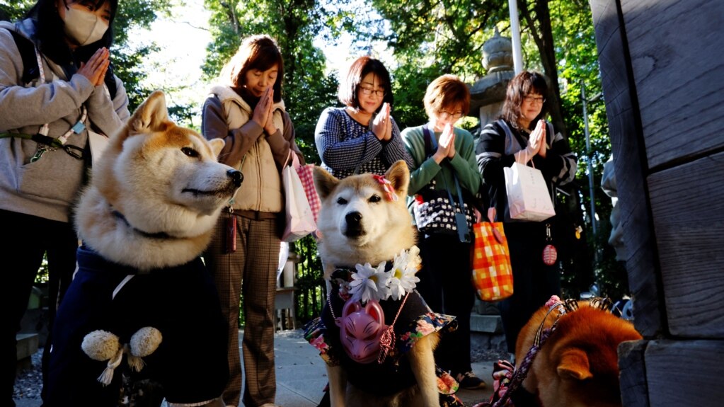 Animals Receive Blessings in Place of Children in Aging Japan