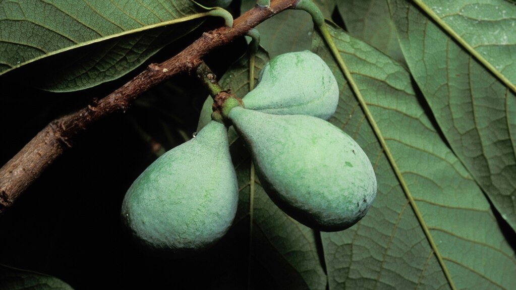 The Pawpaw: An Easy to Grow Tree with Tasty Fruit