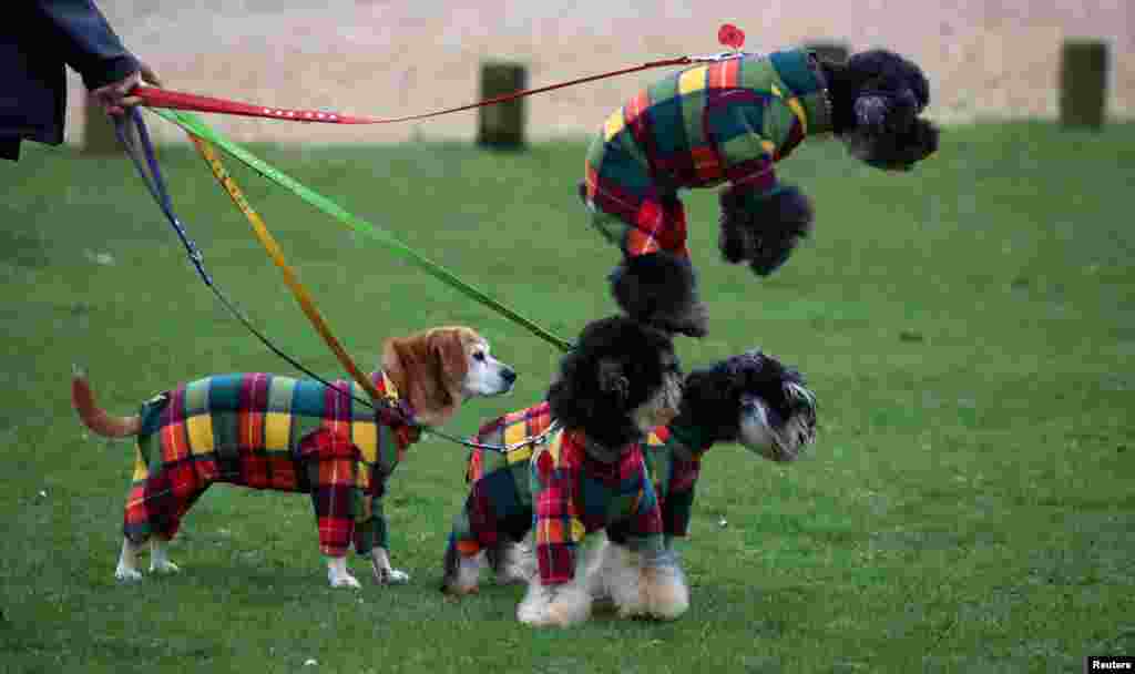 An owner arrives with four dogs on the second day of the Crufts dog show in Birmingham, Britain.